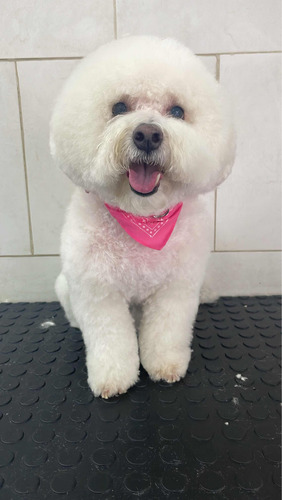 Curso De Peluquería Canina Inicial