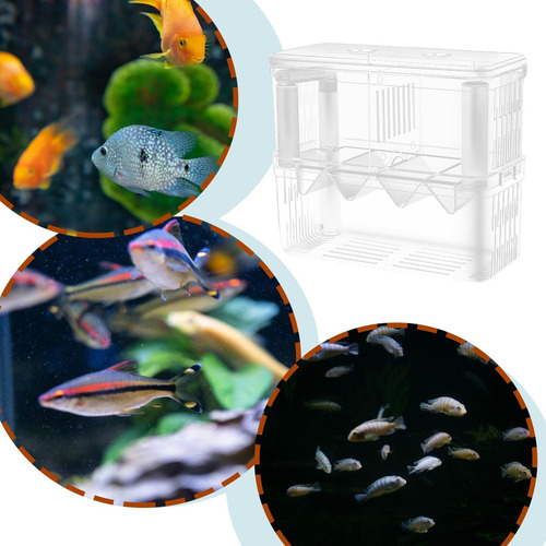 Tanques De Cría De Peces Caja De Cría De Peces Caja De Aisla