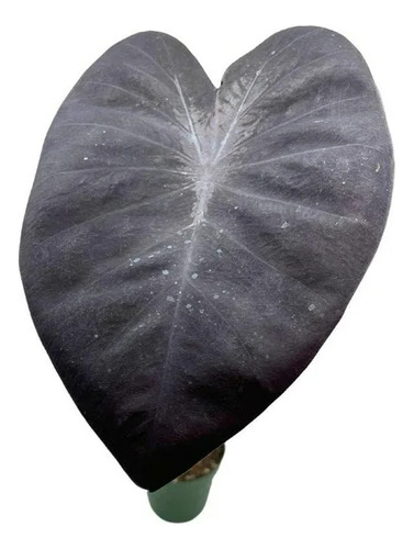 Muda Inhame Preto / Taro Roxo / Planta Para Lago (colocasia)