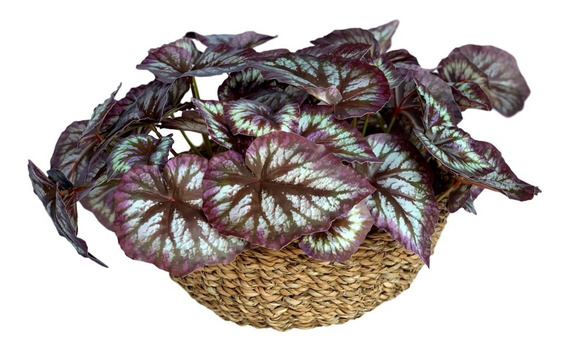 Begonia Artificial | MercadoLivre 📦