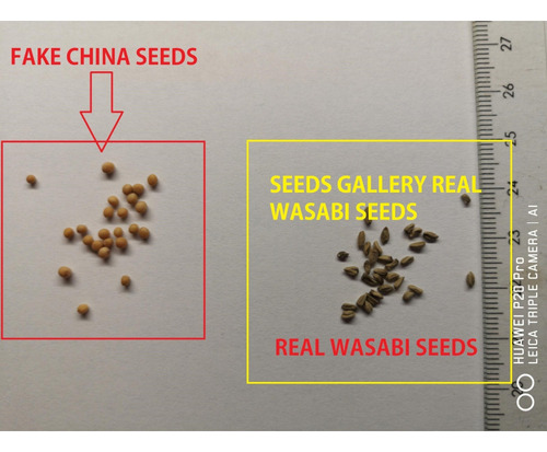 10 Semillas Frescas De Wasabi- Eutrema Japonicum !!!!!