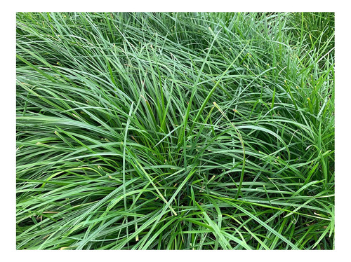 Semilla Forrajes Pastos Ryegrass Pe 4-front Clima Frío 8 Lb