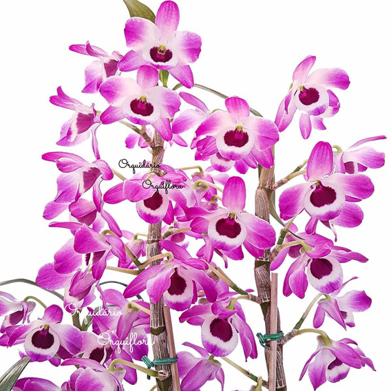 Orquideas Sapatinho De Boneca | MercadoLivre 📦