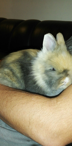 Imagen 1 de 1 de Conejos Teddy
