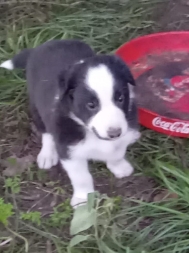 Cachorros Border Collie Sin Fca