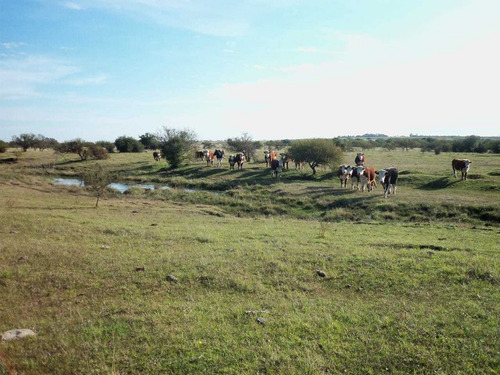 Muy Buen Campo Con Costa Al Río Negro