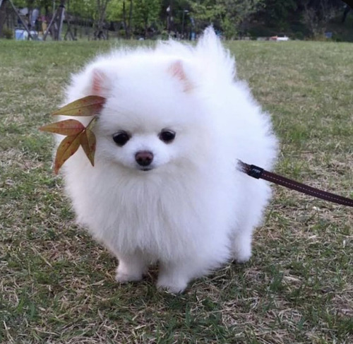 Pomerania Cachorros Hermosos Aptos Pedigree