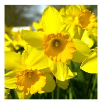 Comprar Bulbos De Narcisos Amarillos (pack X 10 Unidades) - Premium