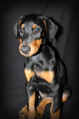 Cachorro Doberman Perrito Doverman Puppy Dobermen Cachorrito