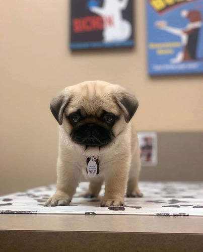 Cachorros Pug Adorables