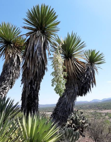 Yucca Filifera, Izote, 15 Semillas ,nv
