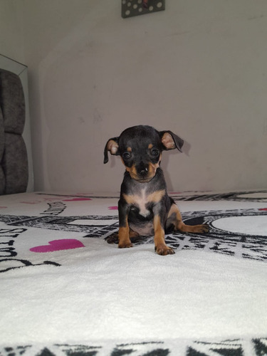 Cachorro Pinscher 