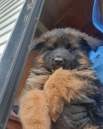 Cachorros Pastor Alemán Pelo Largo Puros Venta En Riohacha