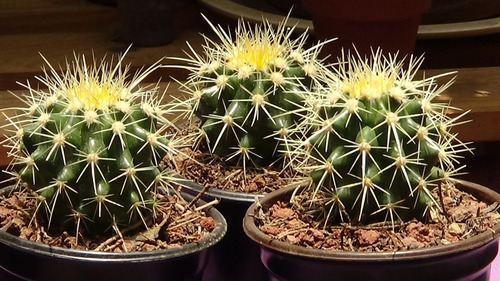 Asiento De Suegra, Echinocactus Grusonni. 