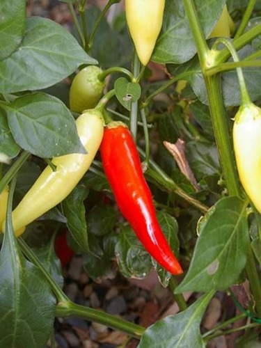 Abono Para La Producción De Aji Ornamental