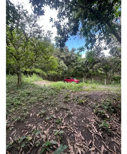 Lote En La Mesa Vereda El Palmar