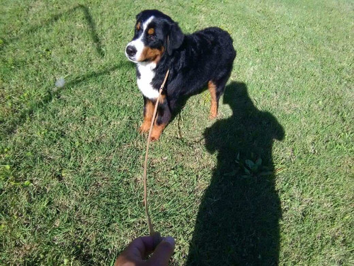 Preciosos Cachorros Boyeros De Berna Inscritos En El Kcc