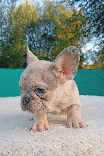 Bulldog Francés Hembrita Lilac Merle Cachorra Lilac Merle