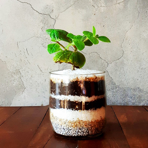 Plectranthus Ciliatus Little Terrario 10 The Little Yisus