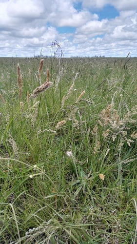 Imagen 6 de 6 de Campo - Otras