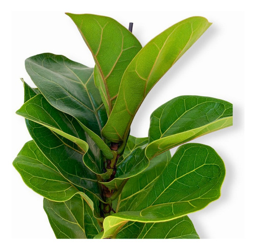 Ficus Lyrata Com 50cm De Altura P/ Ambiente Interno