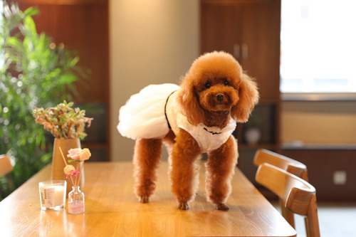 Imagen 3 de 4 de Vestido Elegante Para Mascotas