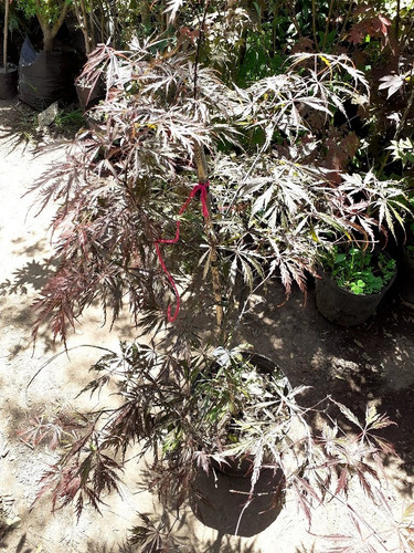 Arces Japoneses, Árboles Japoneses, Acer Coleccion 10lts