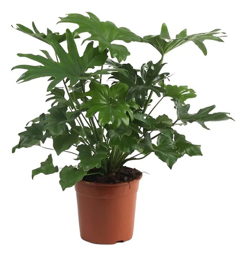 Muda De Guaimbê Ideal Para Jardim E Canteiros Alta Qualidade