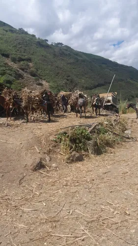 Vendo Finca Con Cultivo De Caña