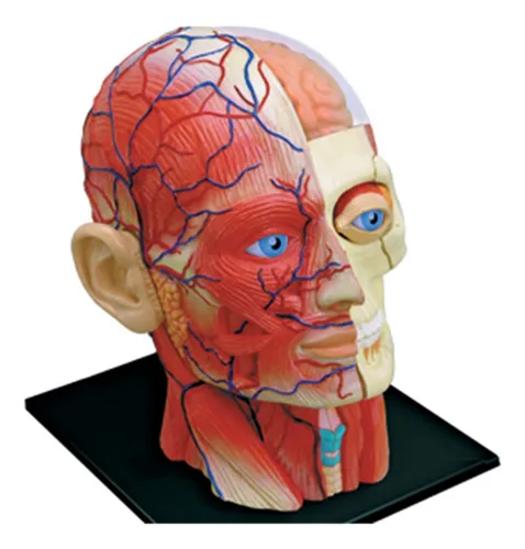 -torso, Modelo De Cuerpo Humano, Educación, Músculos, Órgano