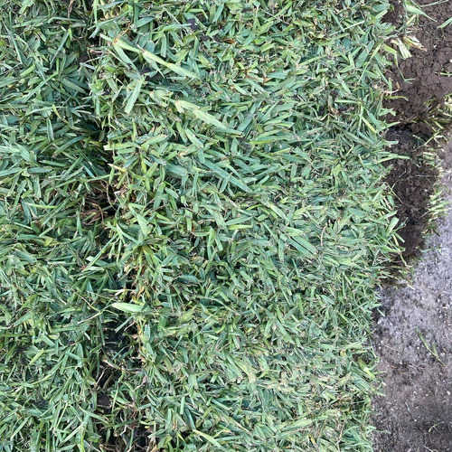 Pasto Natural En Rollo Tipo Cuernavaca 1m Cuadrado Solo Cdmx