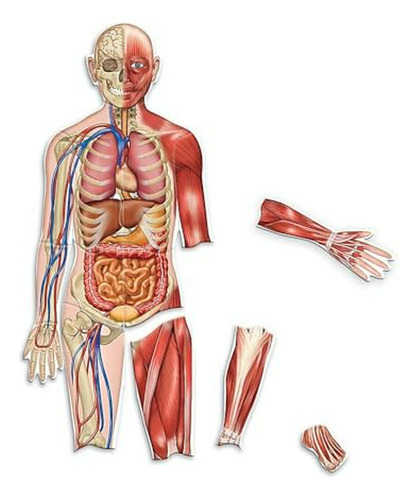 Recursos De Aprendizaje Cuerpo Humano Magnético De Doble Ca