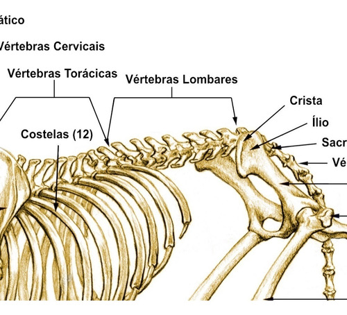 3 Posters Medicina Veterinária 65x100cm Corpo Do Cachorro