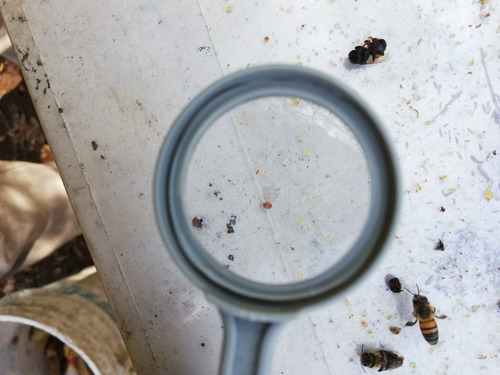 Imagen 2 de 4 de Tratamiento Varroa Escarabajo 30 Colmenas 8 Semanas 1 Litro