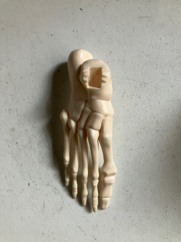 Colección: El Cuerpo Humano (sin Postes Y Sin Base) (Usado)