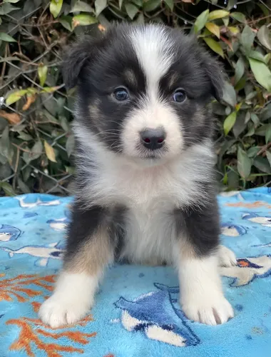 Carl Dick Peluche Perro Pastor Ovejero Australiano, Australian Shepherd, 25cm 3428