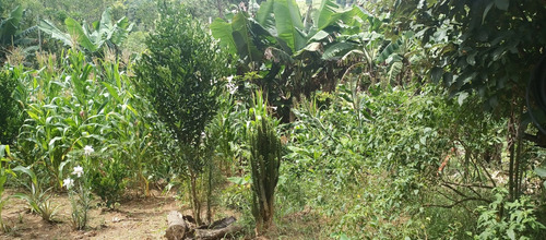 Chácara Com Casa 1.000 Mts Ibiúna