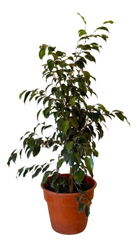 Ficus Benjamina 35 Cms En Maceta Plástica