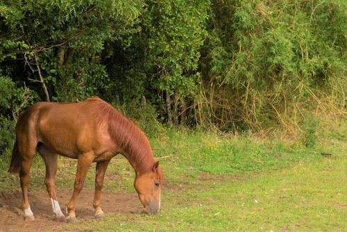 Parcela En Hacienda Aguas Del Maullin