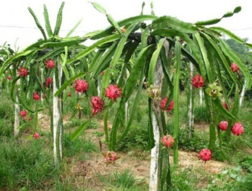 Kit 2 Mudas De Pitaya E 2 De Ora Pro Nobis