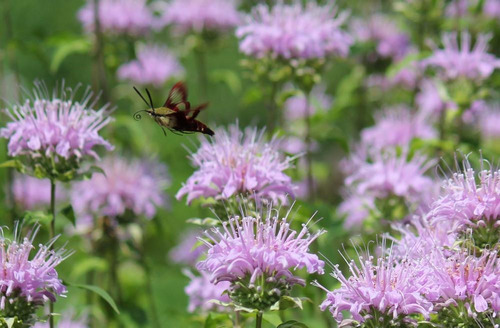 Semillas De Monarda Fistulosa Bálsamo De Abejas Orgánicas 