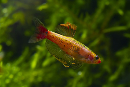 Tetra Tanicts Gold - (tanichthys Albonubes) Pact C/ 5