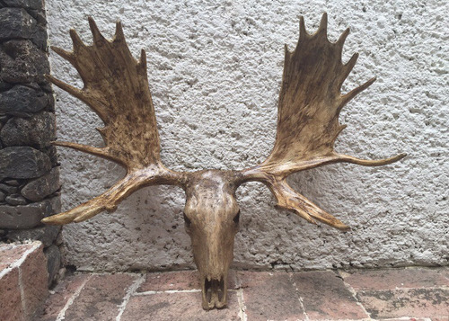 Animales Disecados 100% Artificiales Cornamenta De Alce