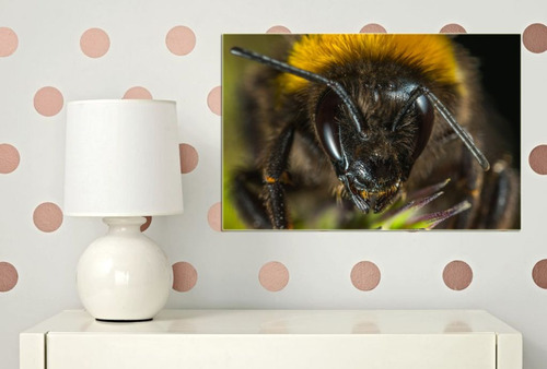 Cuadro 30x45cm Abejas Insectos Miel Colores Flores M2