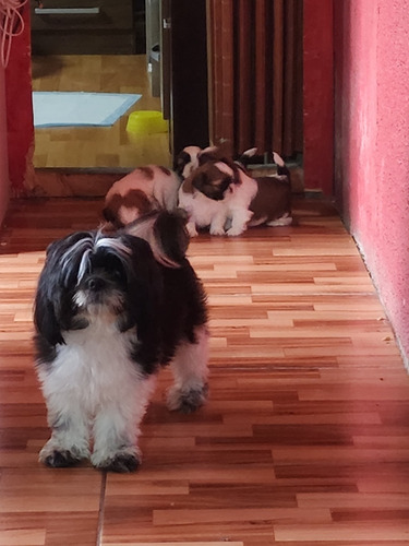 Shih Tzu - Shitzu Padres Pequeños