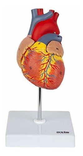 Axis Scientific Modelo De Corazón, Réplica De Corazón Humano