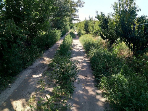 Imagen 12 de 25 de Venta De Finca 14 Ha En Producción - San Rafael Mendoza