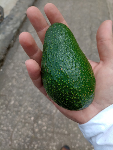Aguacate Hass Por Kilo
