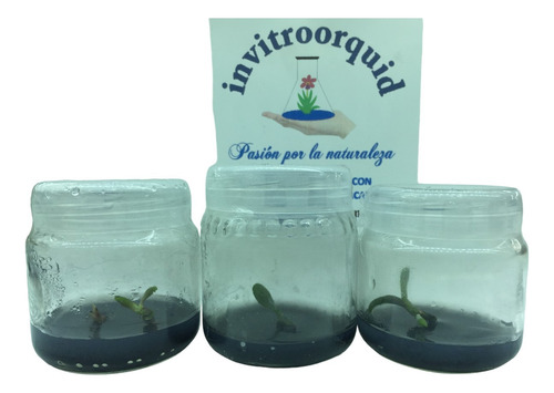 Medio De Clonación Phalaenopsis (estéril) Invitroorquid
