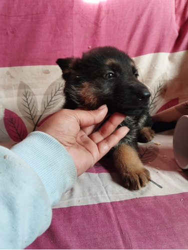 Permuto Cachorros Pastor Alemán Línea Pedrigue Exelente Opor